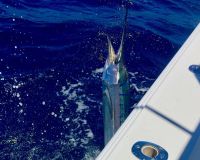 sandyhook fishing 85 20200613