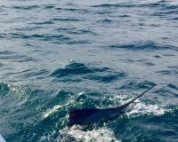 sandyhook fishing 86 20200613