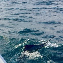 sandyhook fishing 86 20200613